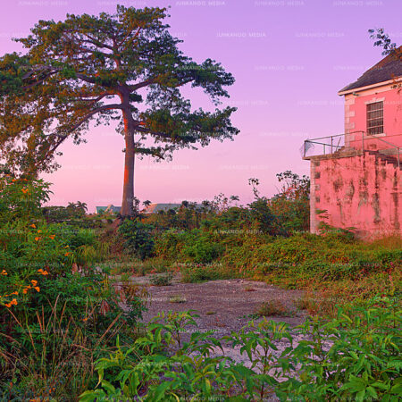 An abandoned parcel of land featuring a large tree and a decaying structure.