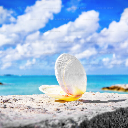 A clam shell overlooks Saunders Beach in Nassau, Bahamas.