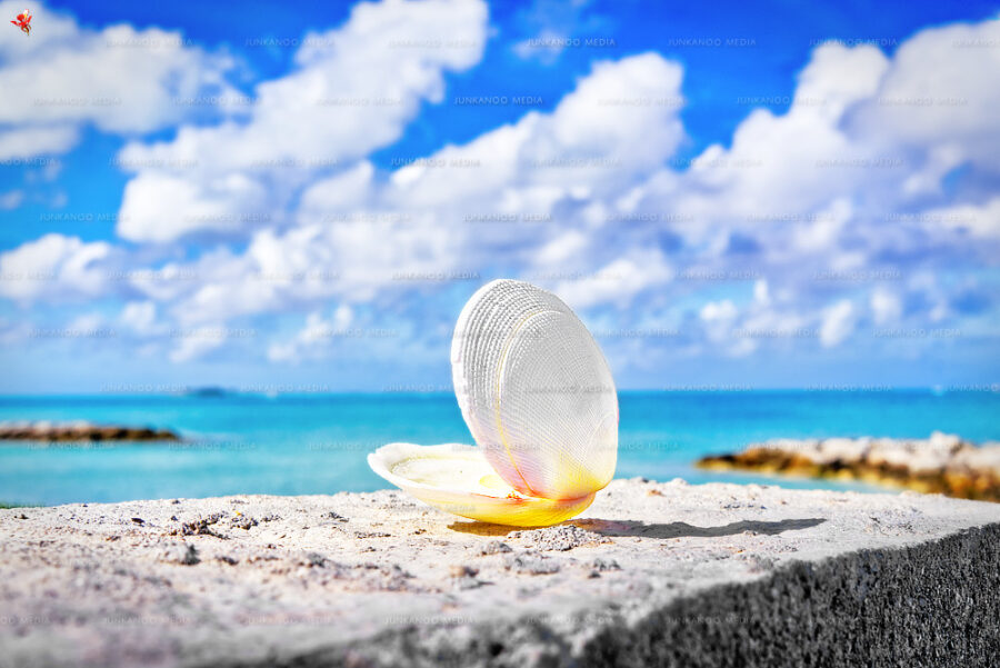 A clam shell overlooks Saunders Beach in Nassau, Bahamas.