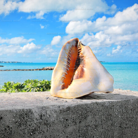 Cassis tuberosa, the king helmet, sits on a stone overlooking the ocean in Nassau, Bahamas.