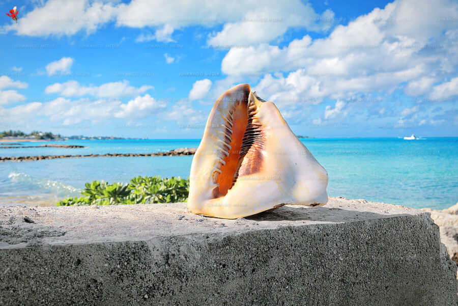 Cassis tuberosa, the king helmet, sits on a stone overlooking the ocean in Nassau, Bahamas.