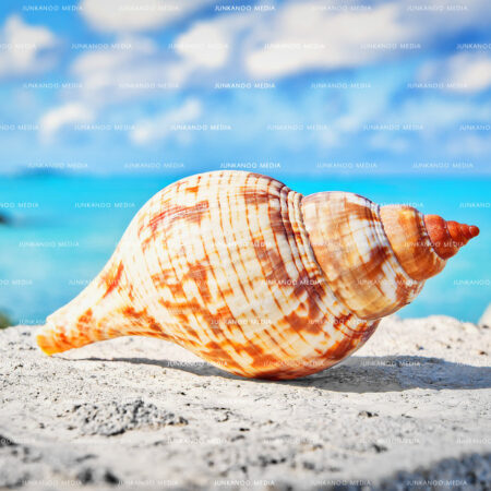 Beautiful brown and white teardrop shaped sea shell in the foreground, with cyan ocean and white puffy cumulous clouds as a backdrop in The Bahamas.