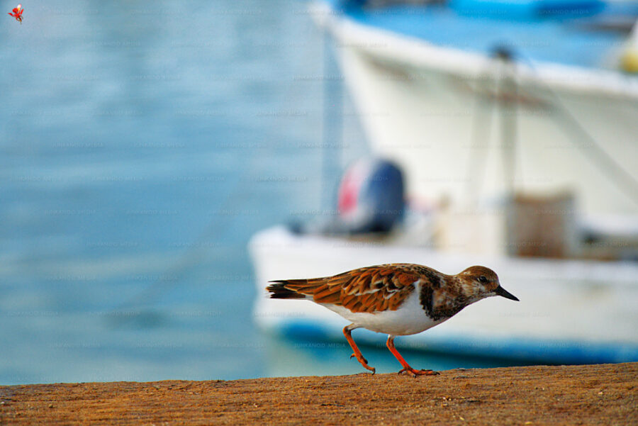 A bird searches for food in the foreground with a fishing vessel moored in the background off Potter's Cay in Nassau.