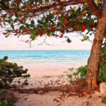 An almond tree sits on a beach at sunset in Nassau, Bahamas.