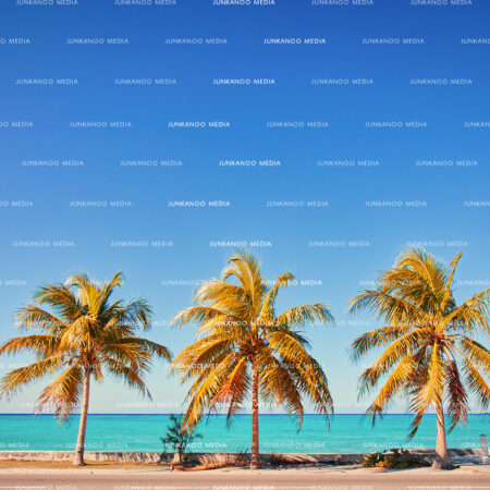 Three coconut trees overlooking the ocean.