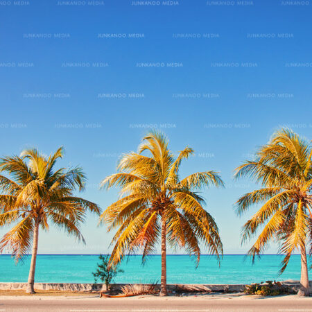 Three coconut trees overlooking the ocean.