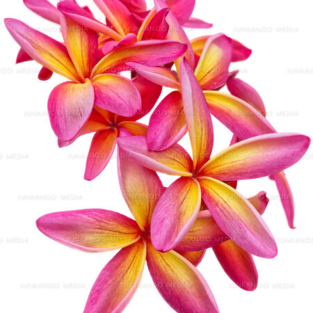 An assortment of pink and yellow flowers with a white background.