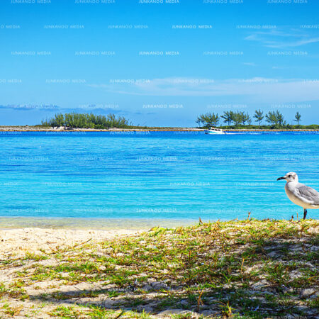 Seagull on beach with Lighthouse on western edge of Paradise Island in background.