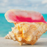 A shell overlooking Caves Beach in Nassau, Bahamas.