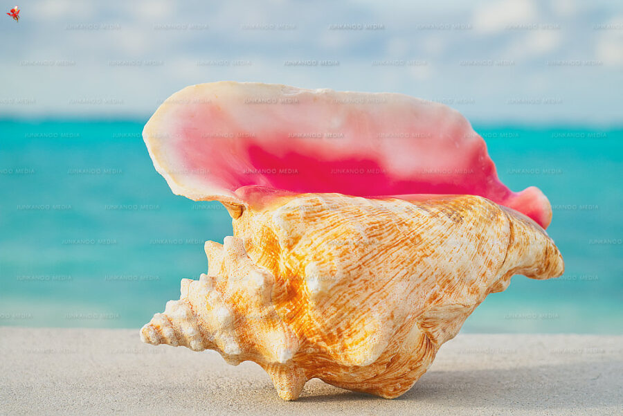 A shell overlooking Caves Beach in Nassau, Bahamas.