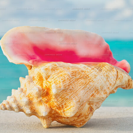 A shell overlooking Caves Beach in Nassau, Bahamas.