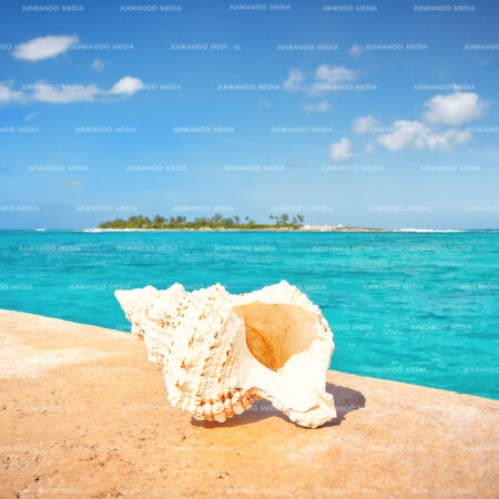 A shell sits on a the concrete at the western most berth of Arawak Cay in The Bahamas with an island in the background.