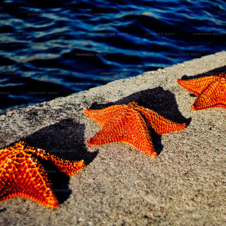 Three starfish on the edge of Prince George Wharf at Nassau cruise terminal in The Bahamas.