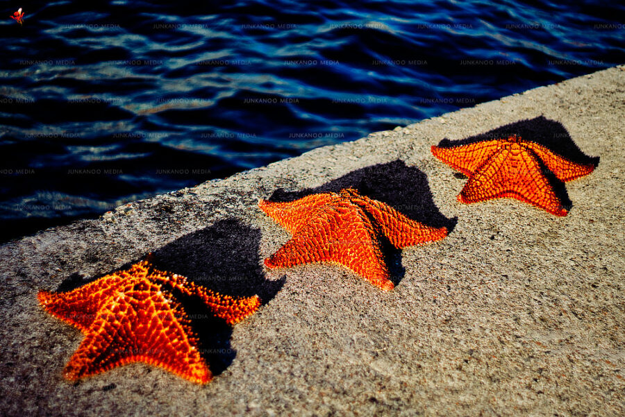 Three starfish on the edge of Prince George Wharf at Nassau cruise terminal in The Bahamas.