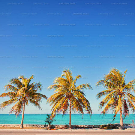 Three coconut trees overlooking the ocean.