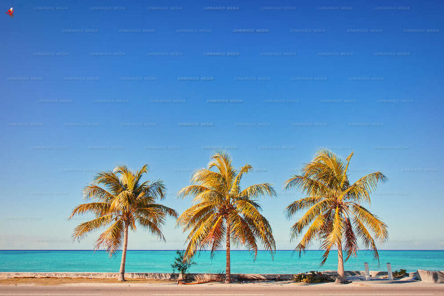 Three coconut trees overlooking the ocean.