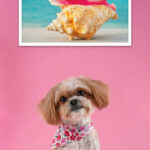Queen Conch Shell - Image 3