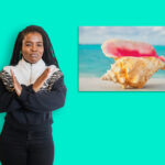 Queen Conch Shell - Image 2