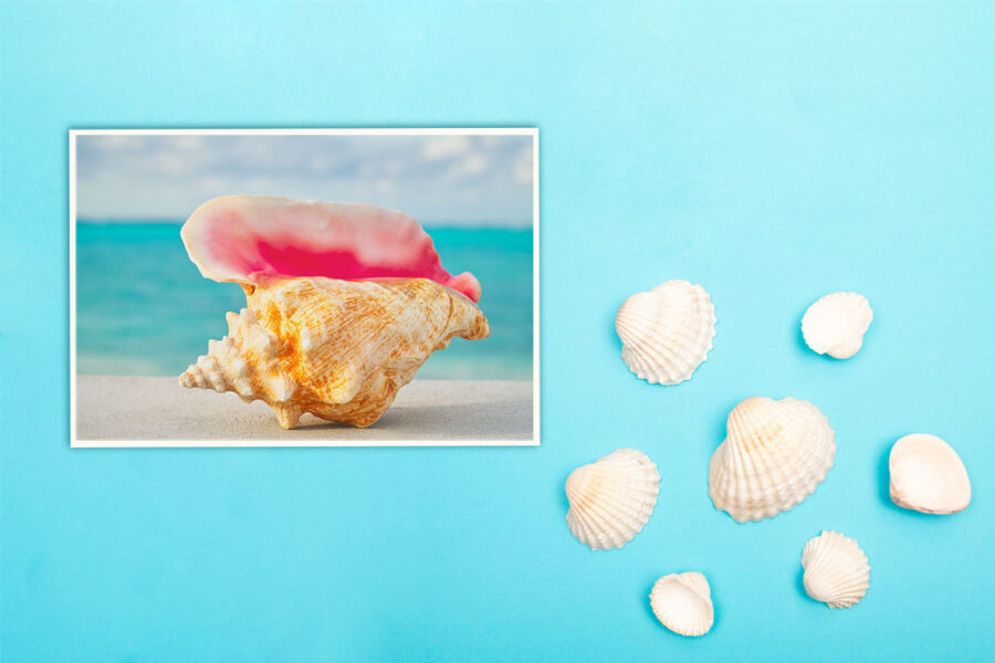 Queen Conch Shell - Image 4
