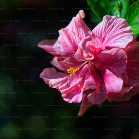 A Chinese Hibiscus in Nassau, Bahamas