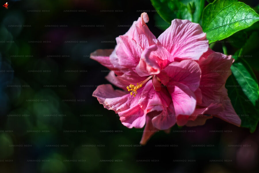 A Chinese Hibiscus in Nassau, Bahamas