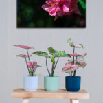 Pink Mornings - Image 3