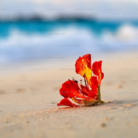 A poinciana flower sits on the beach at sunset.