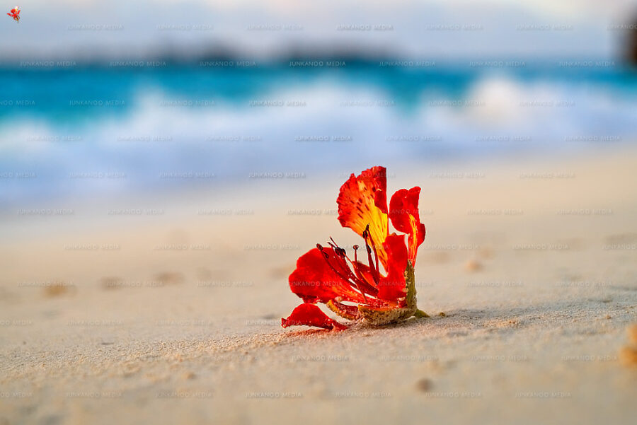 A poinciana flower sits on the beach at sunset.