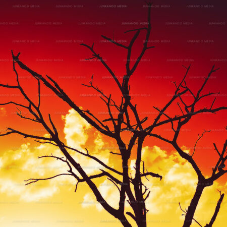 A poinciana tree stands in the middle of Potter's Cemetery in Nassau Bahamas.