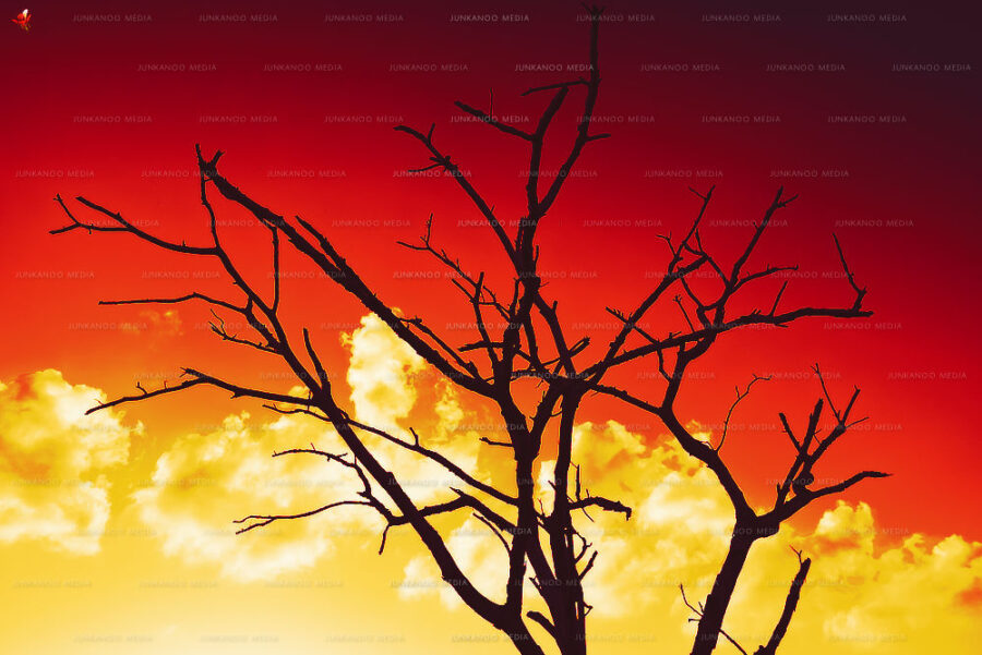 A poinciana tree stands in the middle of Potter's Cemetery in Nassau Bahamas.