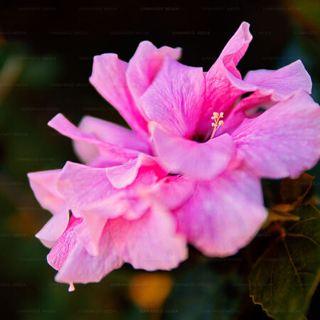 Mallow flower bloom in Nassau, Bahamas.