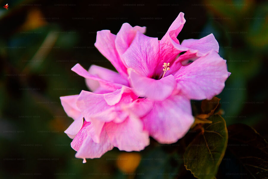 Mallow flower bloom in Nassau, Bahamas.