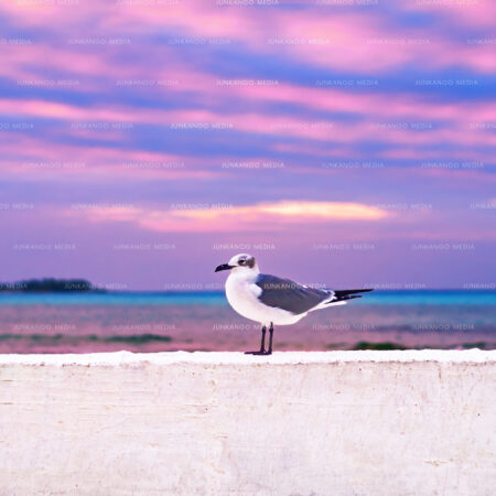 A seagull sits on a wall at Go Slow Bend, Nassau, Bahamas, underneath a herringbone cloud pattern.