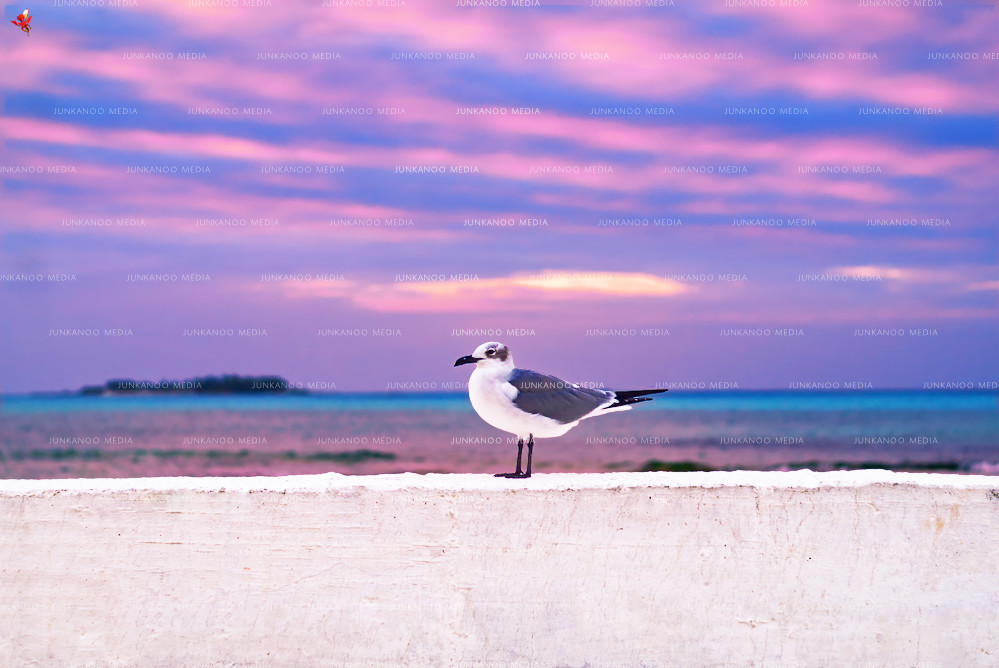 A seagull sits on a wall at Go Slow Bend, Nassau, Bahamas, underneath a herringbone cloud pattern.