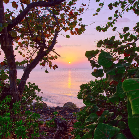 An ocean sunset framed by sea grape trees.