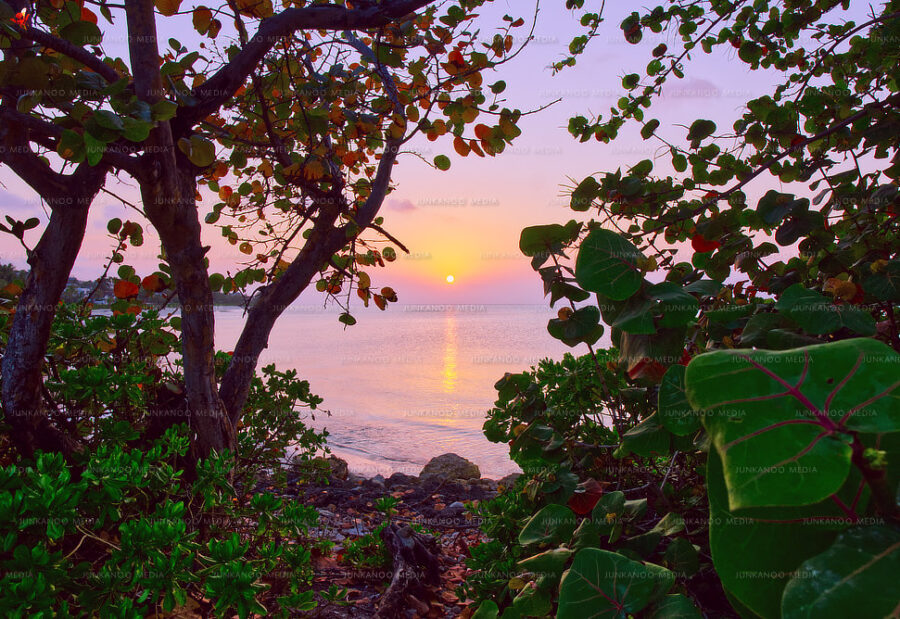 An ocean sunset framed by sea grape trees.