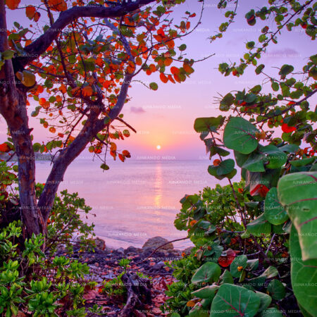 An ocean sunset framed by sea grape trees.