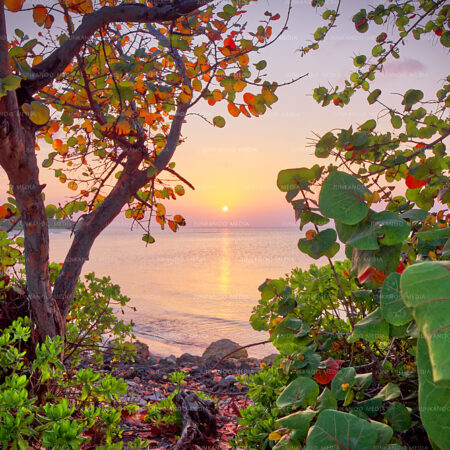 An ocean sunset framed at all angles by sea grape trees in The Bahamas