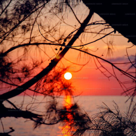 Sunset over the ocean through a veil of Casuarina tree needles.