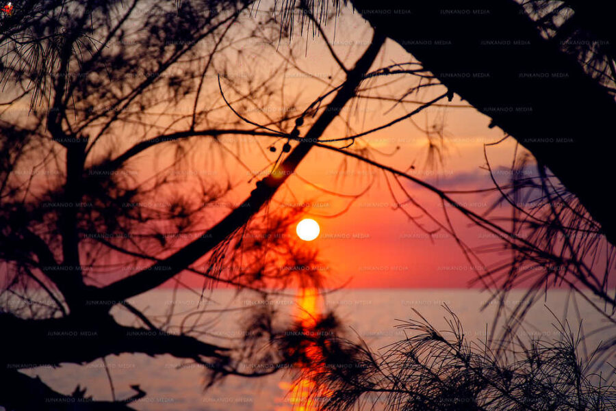 Sunset over the ocean through a veil of Casuarina tree needles.