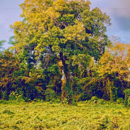 A tree and foliage in an overgrown field adjacent to Shirley Street in Nassau Bahamas.