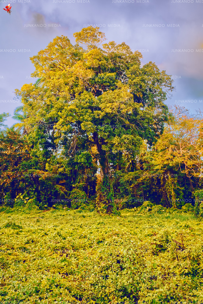 A tree and foliage in an overgrown field adjacent to Shirley Street in Nassau Bahamas.