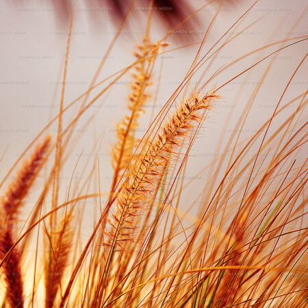 Wild grass growing at the Potter's Cay dock.