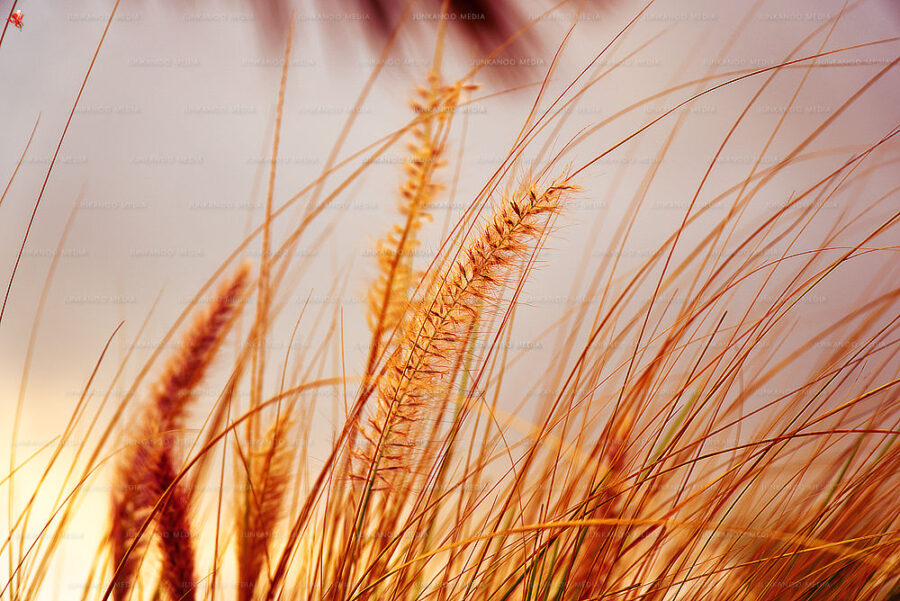 Wild grass growing at the Potter's Cay dock.