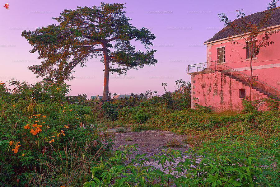 An abandoned parcel of land featuring a large tree and a decaying structure.