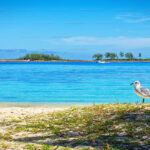 Seagull on beach with Lighthouse on western edge of Paradise Island in background.