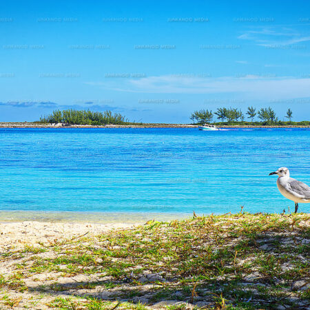 Seagull on beach with Lighthouse on western edge of Paradise Island in background.