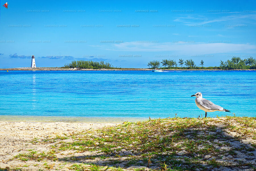 Seagull on beach with Lighthouse on western edge of Paradise Island in background.