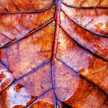 Sea grape leaf in Nassau Bahamas.