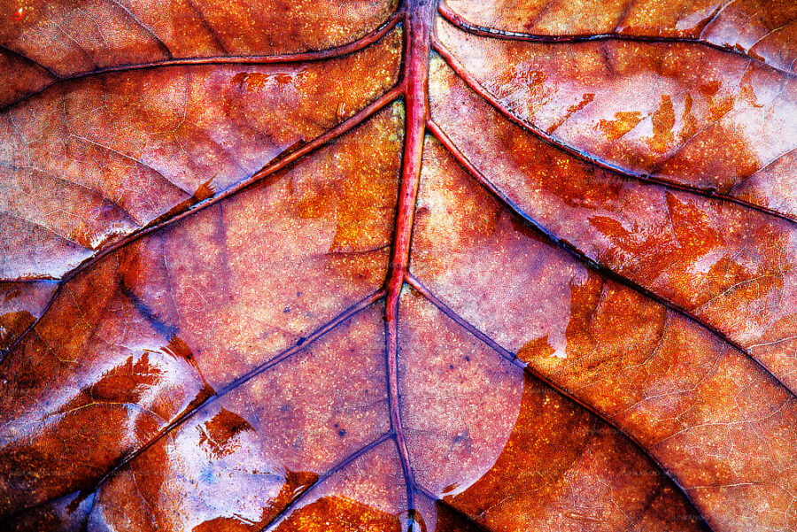 Sea grape leaf in Nassau Bahamas.